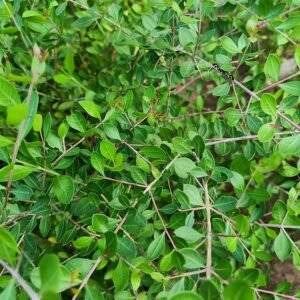 Henna/Mehendi/Maruthani Healthy Leaf Plant
