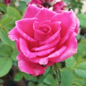 Mascara Id Rose Healthy Grafted Live Plant