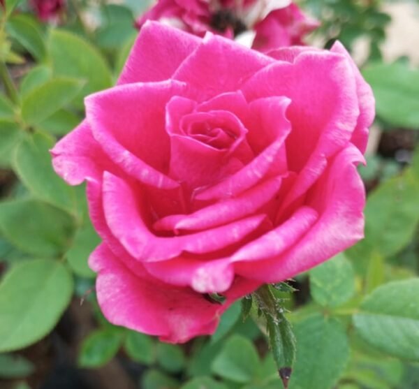 Mascara Id Rose Healthy Grafted Live Plant