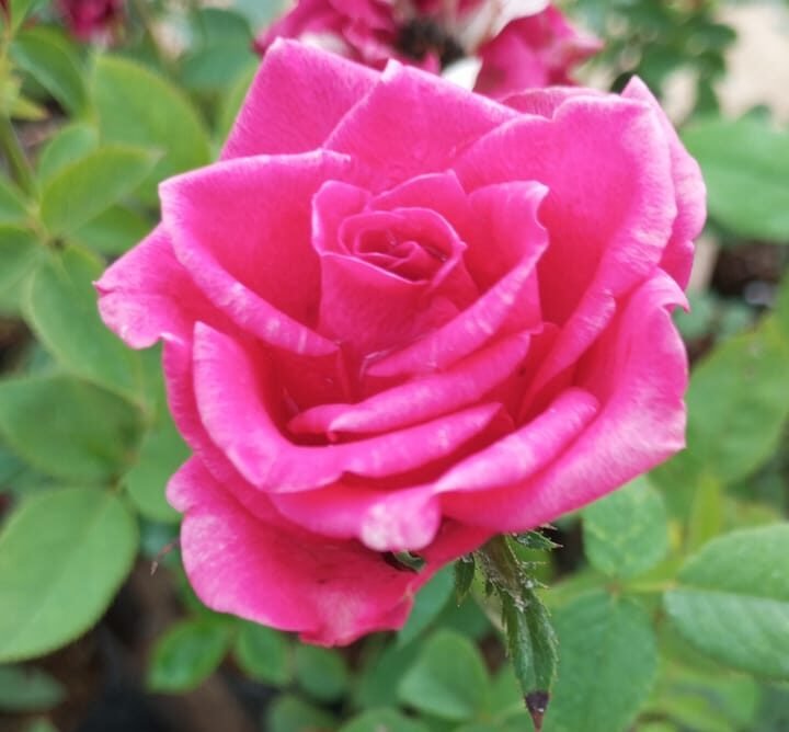 Mascara Id Rose Healthy Grafted Live Plant - Image 1