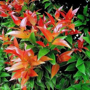Syzygium (Lilly Pilly) Ornamental Healthy plant - Image 3