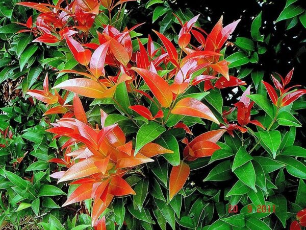 Syzygium (Lilly Pilly) Ornamental Healthy plant