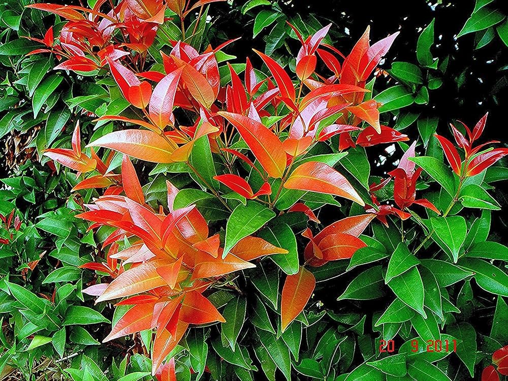 Syzygium (Lilly Pilly) Ornamental Healthy plant - Image 3