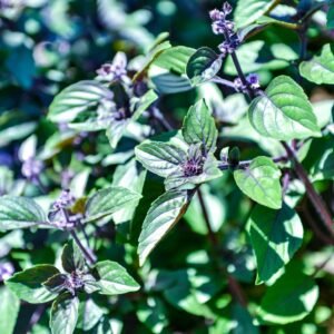 African Blue Basil/Tulsi Healthy Camphor Smell Plant - Image 2