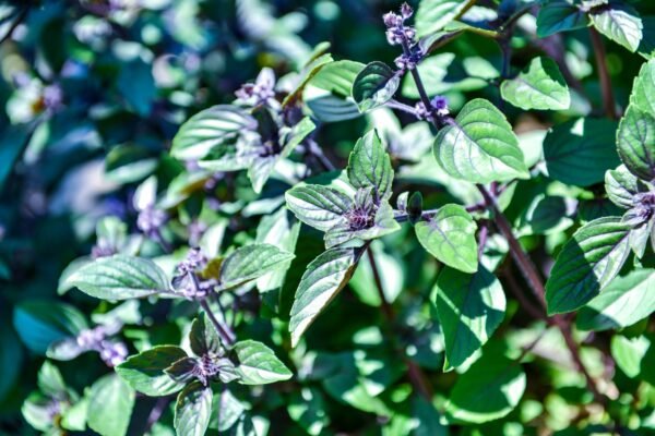 African Blue Basil/Tulsi Healthy Camphor Smell Plant