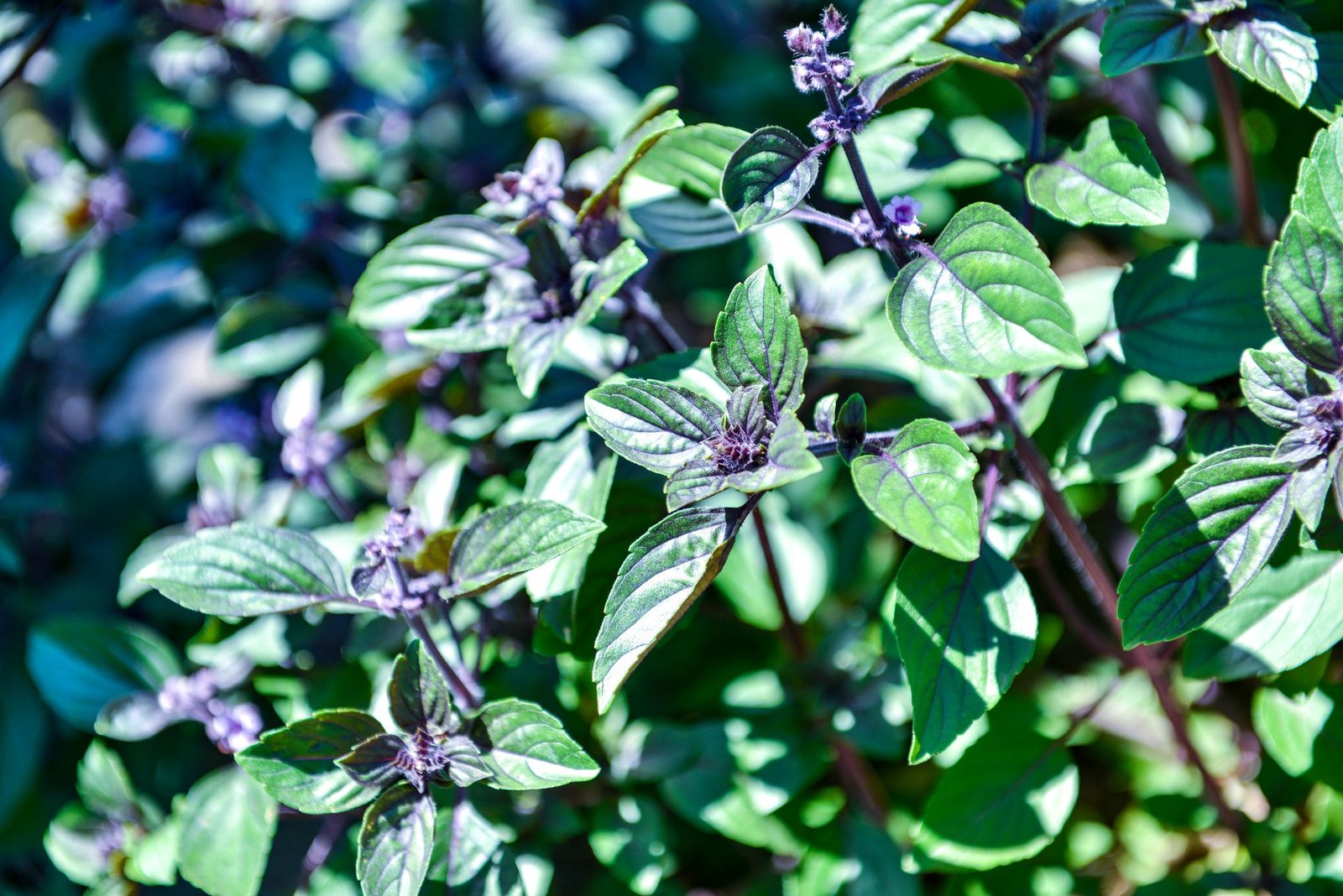 African Blue Basil/Tulsi Healthy Camphor Smell Plant - Image 2