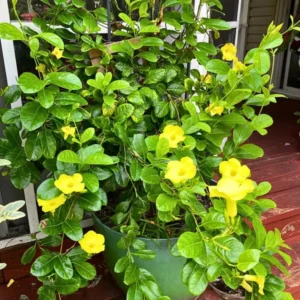 Yellow Allamanda Creeper Healthy Plant - Image 2