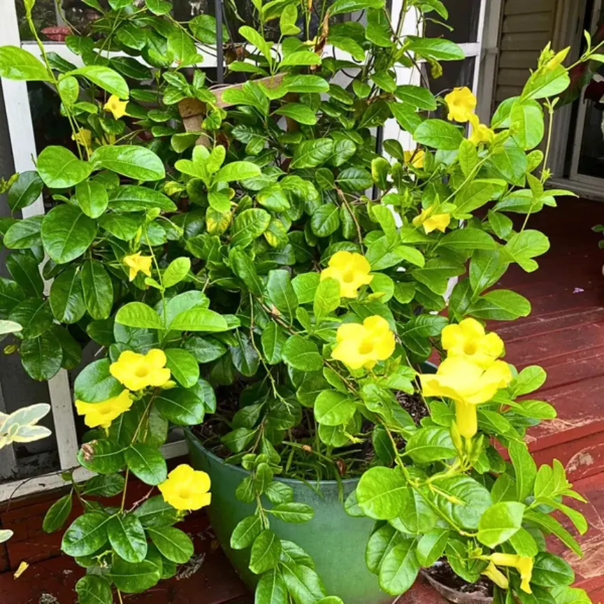 Yellow Allamanda Creeper Healthy Plant - Image 2