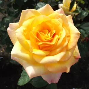 Gold Medal Id Rose Healthy Grafted Live Plant