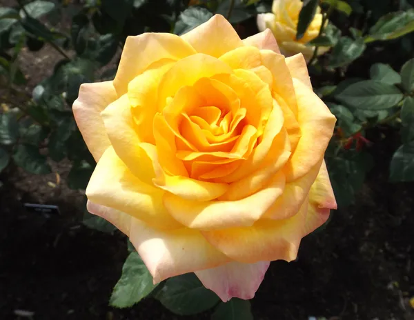 Gold Medal Id Rose Healthy Grafted Live Plant