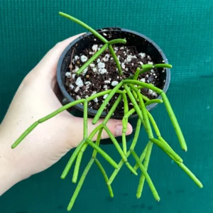 Mistletoe Cactus (Rhipsalis baccifera) Hanging Succulent Plant - Image 3