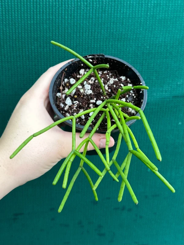 Mistletoe Cactus (Rhipsalis baccifera) Hanging Succulent Plant