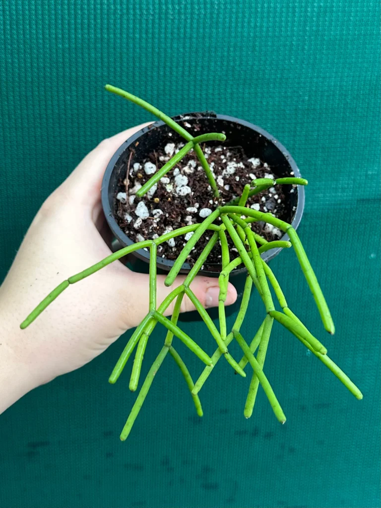 Mistletoe Cactus (Rhipsalis baccifera) Hanging Succulent Plant