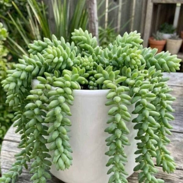 Sedum morganianum (Burro's Tail) Succulent Plant