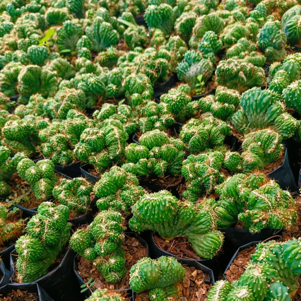 Cereus Forbesii Monstrose Cactus(Ming Thing) Live Plant