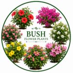 Bush Flower Plants