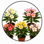 Plumeria Flower Plants