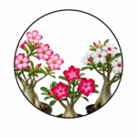 Adenium Plants