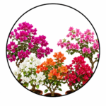 Bougenvilla Plants
