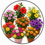 Summer Season Plants