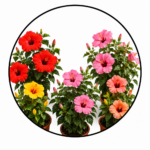 Hibiscus Plants
