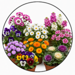 Winter Flower Plants