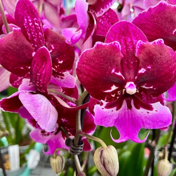 Phalaenopsis Orchid Chia Shing Hot Kiss LD256 Seedling