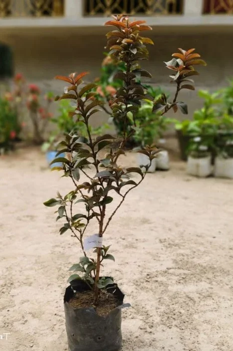 Furush Rare Variety Flower Healthy Plant