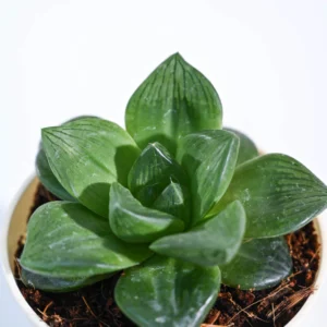 Haworthia Cymbiformis succulent plant