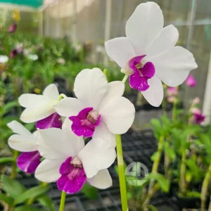 Dendrobium (Charming White x Doreen)# 318-Seedling