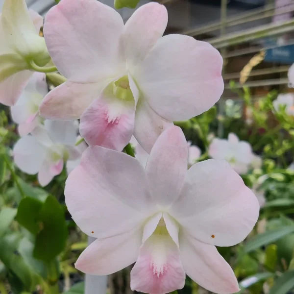 Dendrobium Visa Peach-Seedling