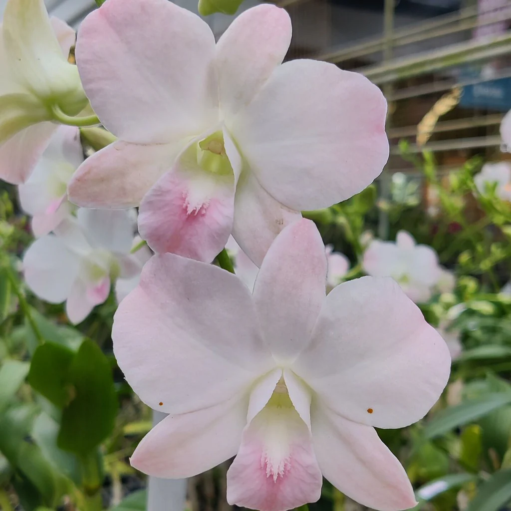 Dendrobium Visa Peach-Seedling - Image 1