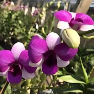 Dendrobium Air Two Tones-Seedling