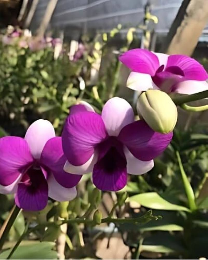 Dendrobium Air Two Tones-Seedling - Image 1