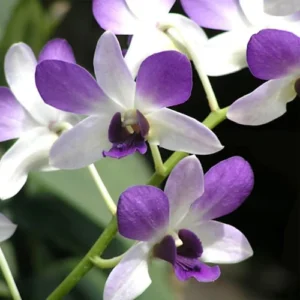 Dendrobium Areedang Blue-Seedling