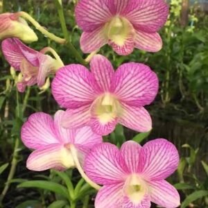 Dendrobium (Areedang Green x Burana Stripe) #248-Seedling