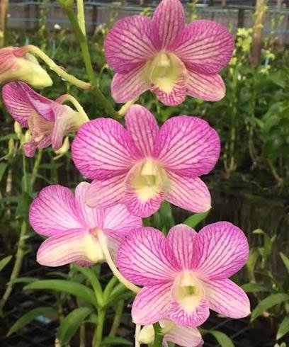 Dendrobium (Areedang Green x Burana Stripe) #248-Seedling