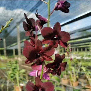 Dendrobium (Bom x Udomsri) x Jac Concer var.Kanjana-Seedling