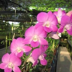 Dendrobium Burana Pearl Pink # 2036-Seedling