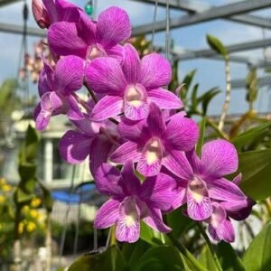 Dendrobium Burana Stripe Blue-Seedling