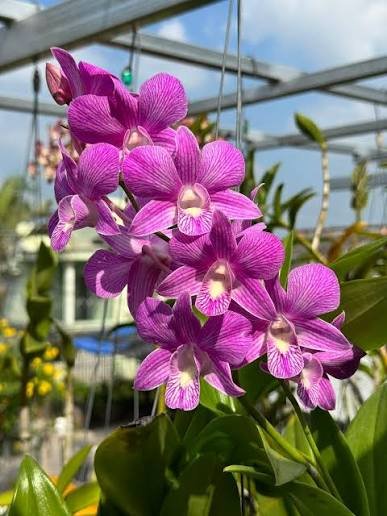 Dendrobium Burana Stripe Blue-Seedling