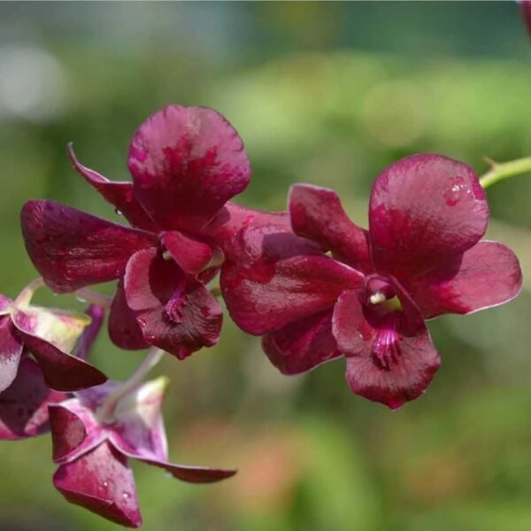 Dendrobium Ceasar Red-Seedling