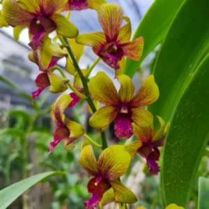 Dendrobium Honey-Seedling