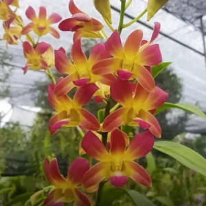 Dendrobium KGI Brown-Seedling