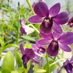 Dendrobium Mana Blue-Seedling