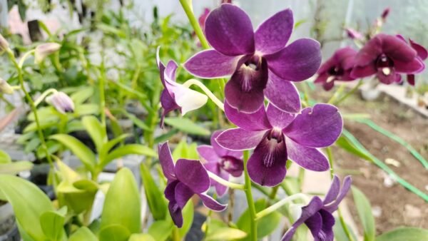 Dendrobium Mana Blue-Seedling