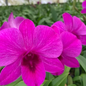 Dendrobium Pink Lady #2-Seedling