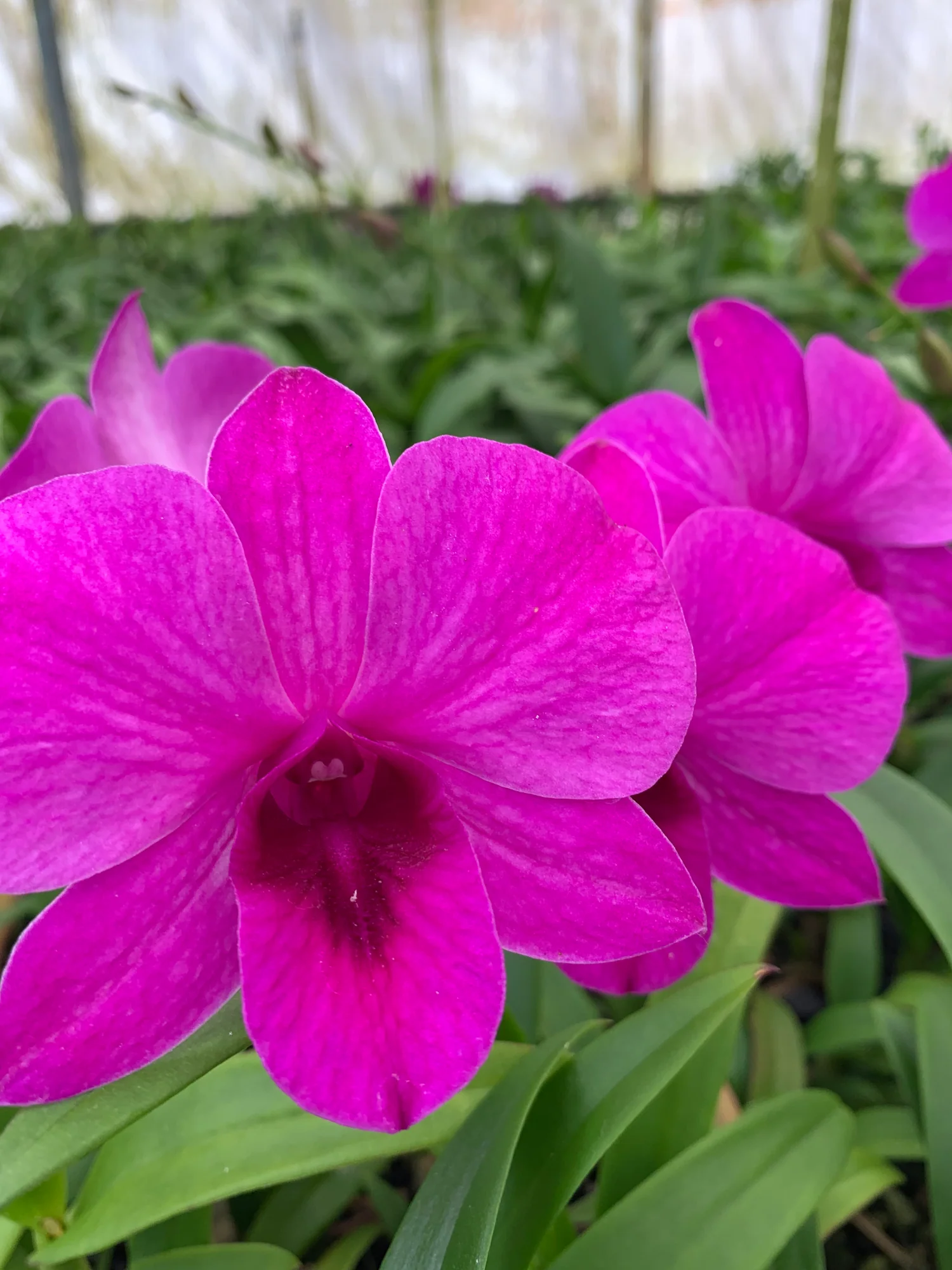 Dendrobium Pink Lady #2-Seedling - Image 1