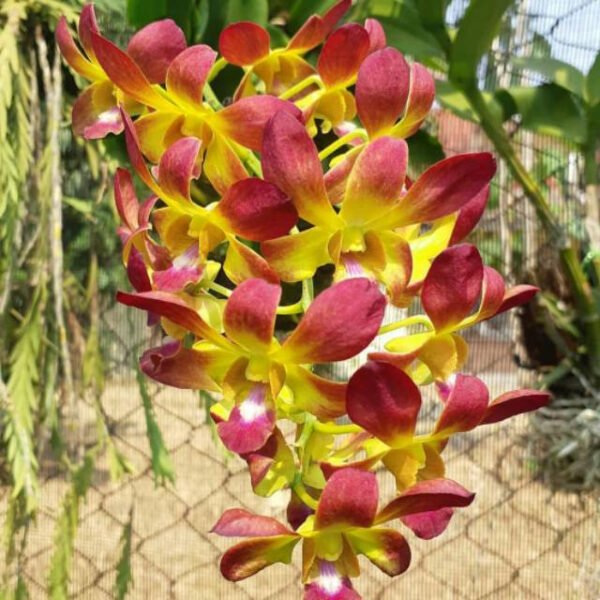 Dendrobium Thong Deang-Seedling