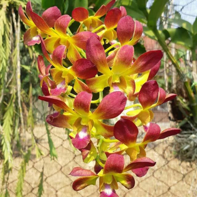 Dendrobium Thong Deang-Seedling - Image 1